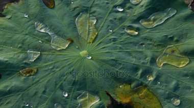 Lotus yaprağı çiy 