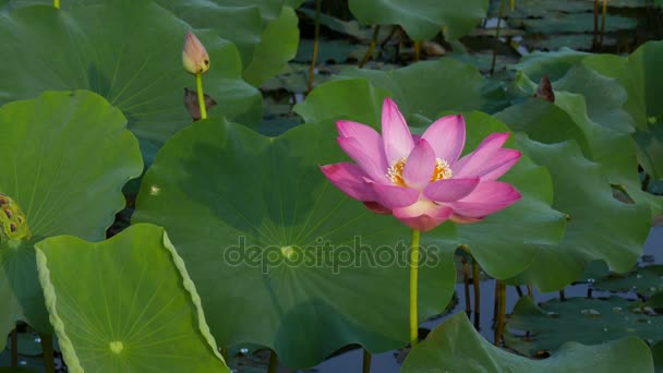 The Lotus Flower — Stock Video