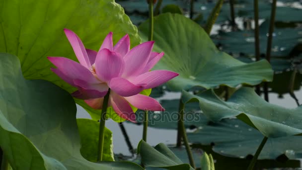 La flor de loto — Vídeos de Stock