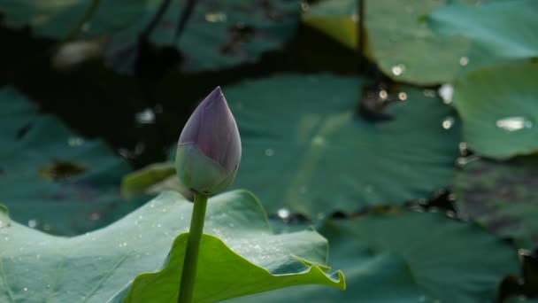 Lotus çiçeği — Stok video