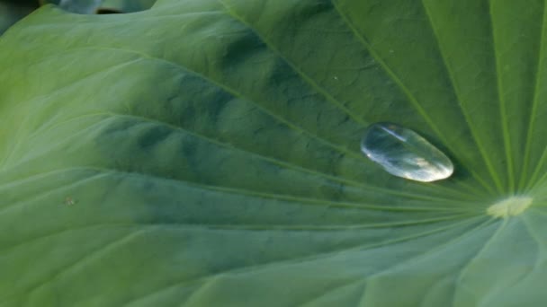 Dew on lotus leaf — Stock Video
