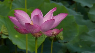 Sabah erken çiçek alanı 