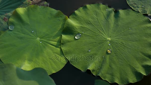Groene blad lotus — Stockvideo
