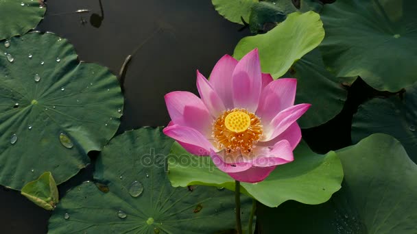 The Lotus Flower — Stock Video