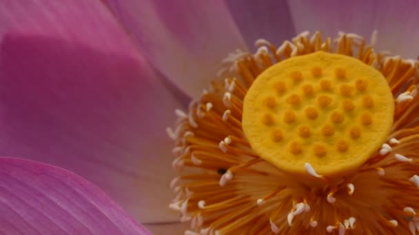 Campo de flores no início da manhã — Vídeo de Stock