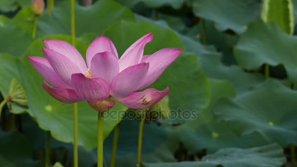 The Lotus Flower — Stock Video