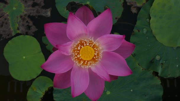 The Lotus Flower — Stock Video