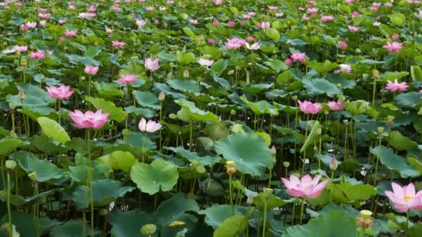 The Lotus Flower — Stock Video