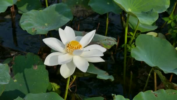 在清晨的花田 — 图库视频影像