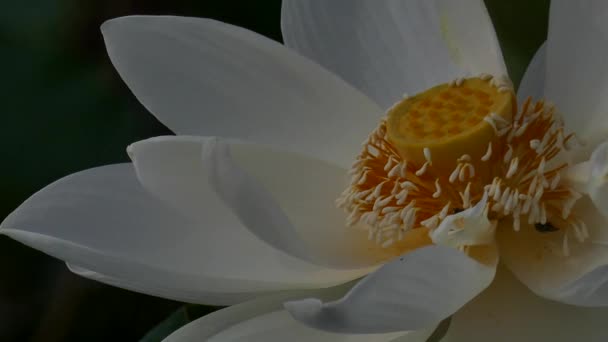 La flor de loto — Vídeo de stock