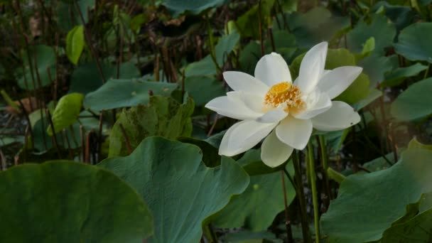 Bloem veld in de vroege ochtend — Stockvideo