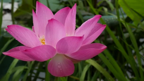 The Lotus Flower — Stock Video