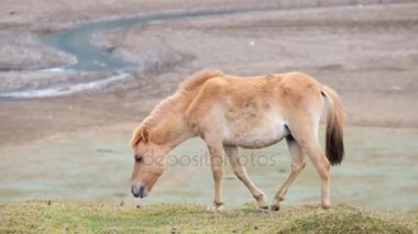 Dağda yemek bir at. Lam Dong, Viet Nam