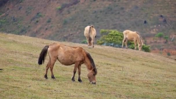 Pferd auf dem Berg — Stockvideo