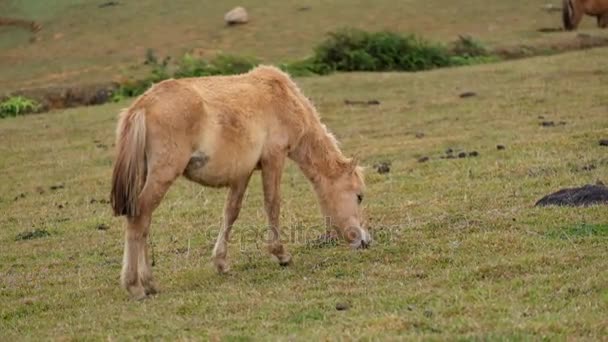 Cavalo na montanha — Vídeo de Stock