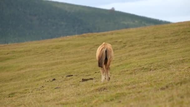 Pferd in der Natur — Stockvideo