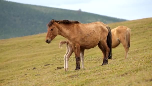 Chevaux dans la nature 