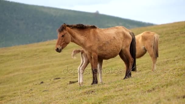 Cavalos na natureza — Vídeo de Stock