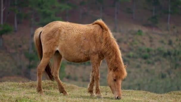 Häst i naturen — Stockvideo