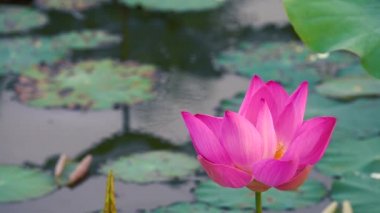 Pembe lotus çiçeği. Lisanslı yüksek kaliteli ücretsiz stok görüntüleri güzel pembe lotus çiçeği. Arka plan pembe lotus çiçek ve sarı lotus tomurcuk içinde bir su birikintisi var. Barış sahne bir kırsal kesimde