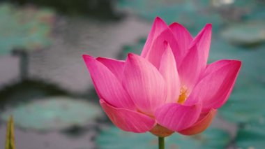 Pembe lotus çiçeği. Lisanslı yüksek kaliteli ücretsiz stok görüntüleri güzel pembe lotus çiçeği. Arka plan pembe lotus çiçek ve sarı lotus tomurcuk içinde bir su birikintisi var. Barış sahne bir kırsal kesimde
