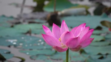 Pembe lotus çiçeği. Lisanslı yüksek kaliteli ücretsiz stok görüntüleri güzel pembe lotus çiçeği. Arka plan pembe lotus çiçek ve sarı lotus tomurcuk içinde bir su birikintisi var. Barış sahne bir kırsal kesimde