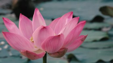 Pembe lotus çiçeği. Lisanslı yüksek kaliteli ücretsiz stok görüntüleri güzel pembe lotus çiçeği. Arka plan pembe lotus çiçek ve sarı lotus tomurcuk içinde bir su birikintisi var. Barış sahne bir kırsal kesimde