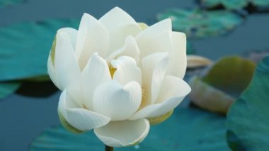 Beyaz lotus çiçeği. Lisanslı yüksek kaliteli ücretsiz stok görüntüleri beyaz lotus çiçeği. Arka plan lotus yaprağı ve beyaz lotus çiçeği ve sarı lotus tomurcuk içinde bir su birikintisi var. Barış sahne bir kırsal, Vietnam
