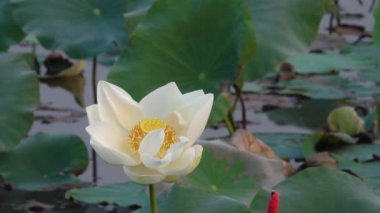 Beyaz lotus çiçeği. Lisanslı yüksek kaliteli ücretsiz stok görüntüleri beyaz lotus çiçeği. Arka plan lotus yaprağı ve beyaz lotus çiçeği ve sarı lotus tomurcuk içinde bir su birikintisi var. Barış sahne bir kırsal, Vietnam
