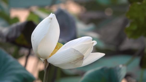 Rosa Lotusblume Lizenzgebühren Hochwertige Kostenlose Archivaufnahmen Einer Schönen Rosa Lotusblume — Stockvideo