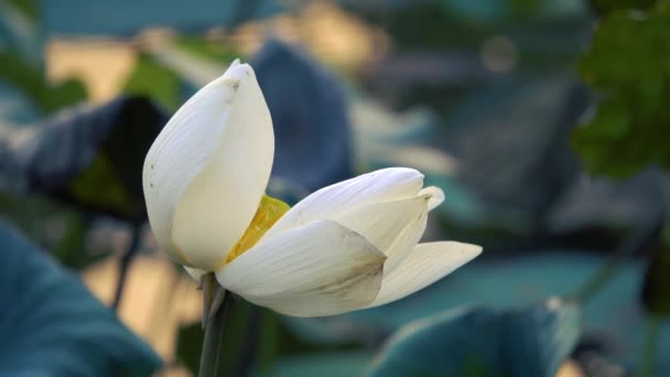 Квітки Білого Лотоса Роялті Високої Якості Відеоматеріал Квітки Білого Лотоса — стокове відео
