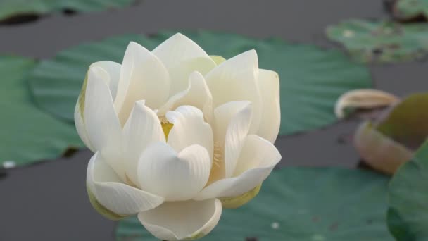 白莲花 版税高品质的免费股票片段白色莲花 背景是莲花叶和白莲花和黄莲花芽在池塘中 越南乡村的和平场面 — 图库视频影像