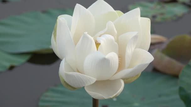 Белый Цветок Лотоса Роялти Высококачественные Бесплатные Кадры Белым Цветком Лотоса — стоковое видео
