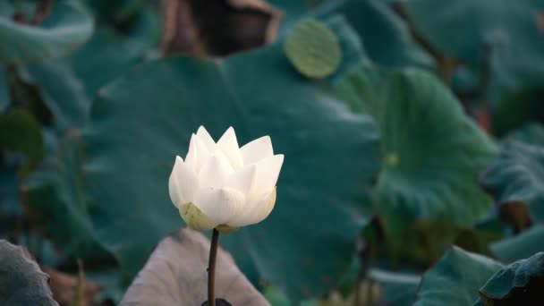 白い蓮の花 ロイヤリティ高品質無料映像素材集の白い蓮の花 背景は蓮の葉と白い蓮の花の池で黄色の蓮のつぼみです ベトナムの田園地帯に平和シーン — ストック動画