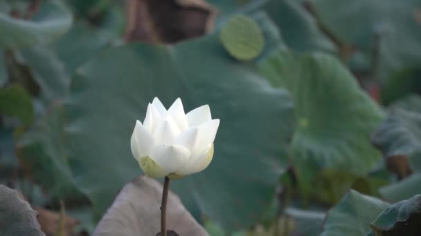 White Lotus Flower Royalty High Quality Free Stock Footage White — Stock Video