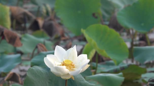 Flor Lótus Branco Imagens Gratuitas Alta Qualidade Royalty Uma Flor — Vídeo de Stock