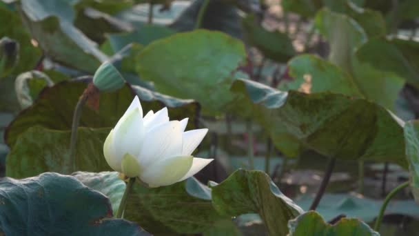 白い蓮の花 ロイヤリティ高品質無料映像素材集の白い蓮の花 背景は蓮の葉と白い蓮の花の池で黄色の蓮のつぼみです ベトナムの田園地帯に平和シーン — ストック動画