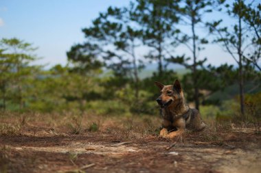 Lisanslı yüksek kaliteli ücretsiz stok görüntü çim çam ormanı içinde yatan bir köpek. Köpek insanlara sadıktır