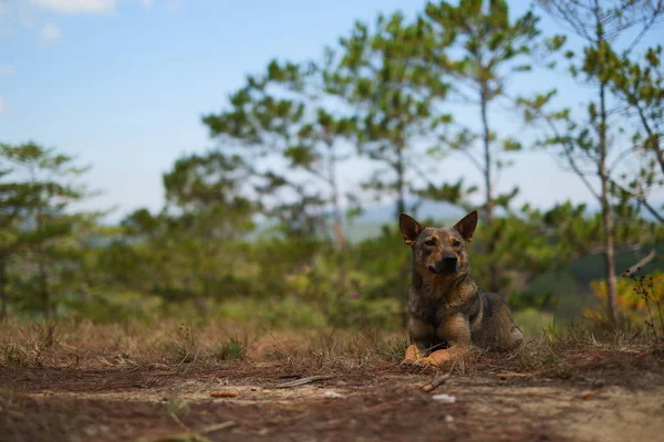 Redevance Image Libre Haute Qualité Chien Couché Sur Herbe Dans — Photo