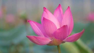 Pembe lotus çiçeği. Lisanslı yüksek kaliteli ücretsiz stok görüntüleri güzel pembe lotus çiçeği. Arka plan pembe lotus çiçek ve sarı lotus tomurcuk içinde bir su birikintisi var. Barış sahne bir kırsal kesimde