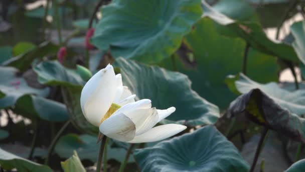 Lotosový květ. Licencovaní vysoce kvalitní bezplatné stopáže bílý lotosového květu. Na pozadí je Lotos a bílý Lotosový květ a žluté lotus bud v rybníku. Míru scéna venkově, Vietnam