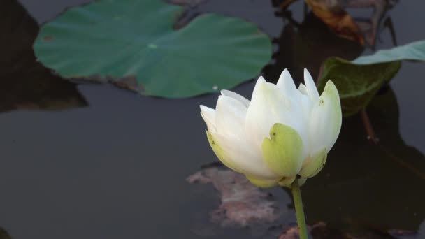 White Lotus Flower Royalty High Quality Free Stock Footage White — Stock Video