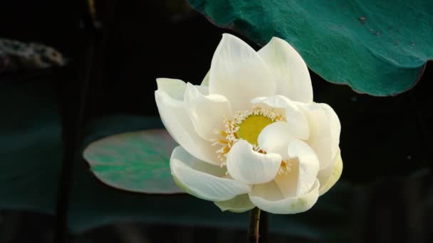 Weiße Lotusblume Lizenzgebühren Qualitativ Hochwertiges Kostenloses Archivmaterial Einer Weißen Lotusblume — Stockvideo