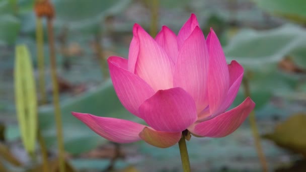Розовый Цветок Лотоса Роялти Высококачественные Бесплатные Кадры Красивым Розовым Цветком — стоковое видео