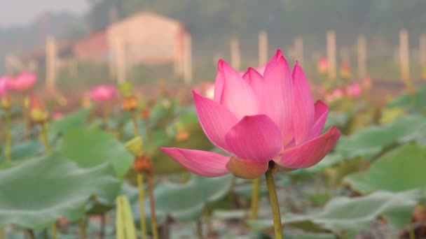 Rosa Lotusblume Lizenzgebühren Hochwertige Kostenlose Archivaufnahmen Einer Schönen Rosa Lotusblume — Stockvideo