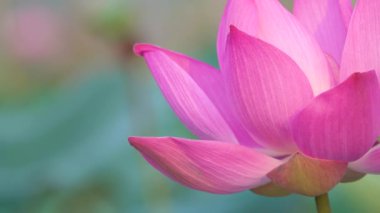 Pembe lotus çiçeği. Lisanslı yüksek kaliteli ücretsiz stok görüntüleri güzel pembe lotus çiçeği. Arka plan pembe lotus çiçek ve sarı lotus tomurcuk içinde bir su birikintisi var. Barış sahne bir kırsal kesimde