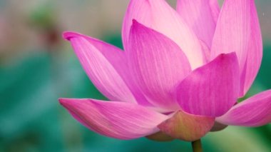 Pembe lotus çiçeği. Lisanslı yüksek kaliteli ücretsiz stok görüntüleri güzel pembe lotus çiçeği. Arka plan pembe lotus çiçek ve sarı lotus tomurcuk içinde bir su birikintisi var. Barış sahne bir kırsal kesimde