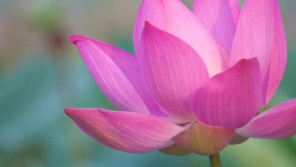 Розовый Цветок Лотоса Роялти Высококачественные Бесплатные Кадры Красивым Розовым Цветком — стоковое видео