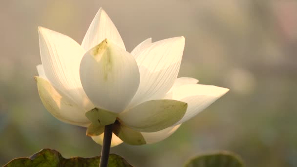 白莲花 版税高品质的免费股票片段白色莲花 背景是莲花叶和白莲花和黄莲花芽在池塘中 越南乡村的和平场面 — 图库视频影像