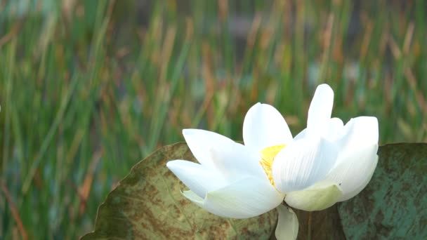 Weiße Lotusblume Lizenzgebühren Qualitativ Hochwertiges Kostenloses Archivmaterial Einer Weißen Lotusblume — Stockvideo